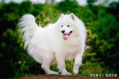 全白的狗|纯白色的大型犬有哪些品种？